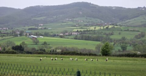 Image montrant un groupe de cigognes à L'Horme